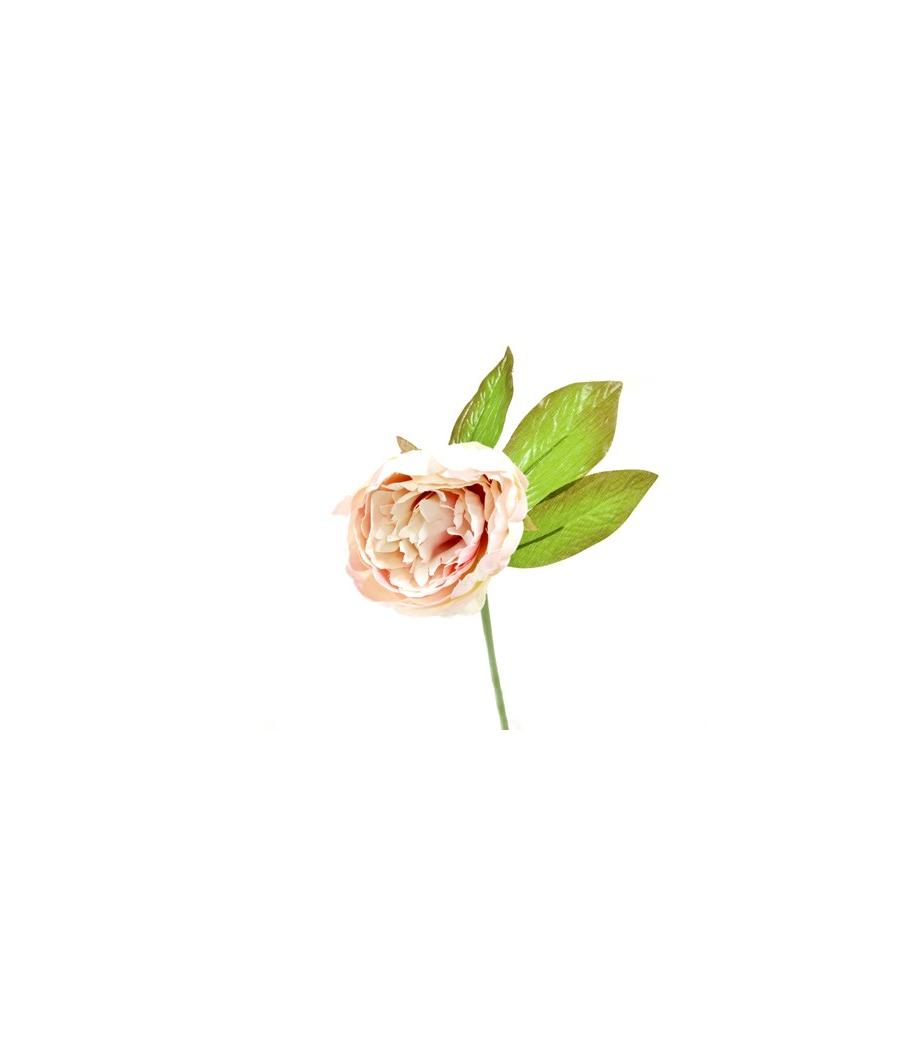 pivoine pivoine