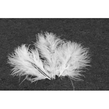  plumes blanches 