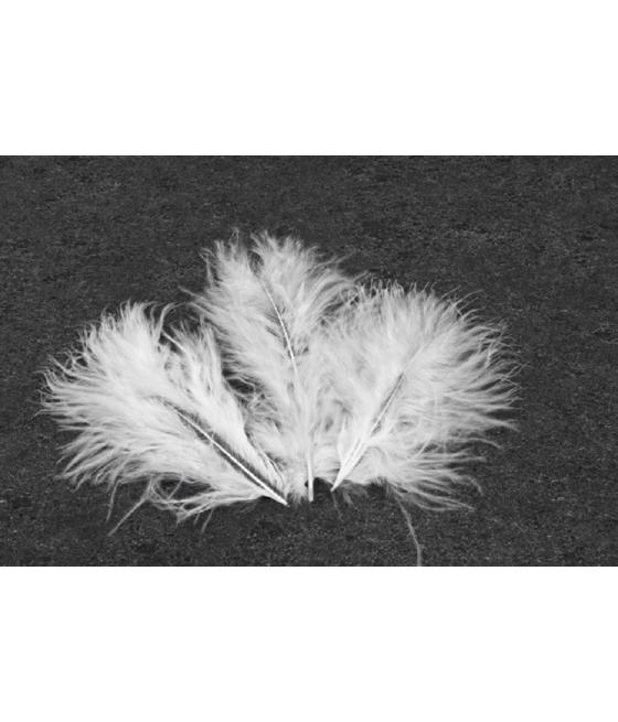 plumes blanches