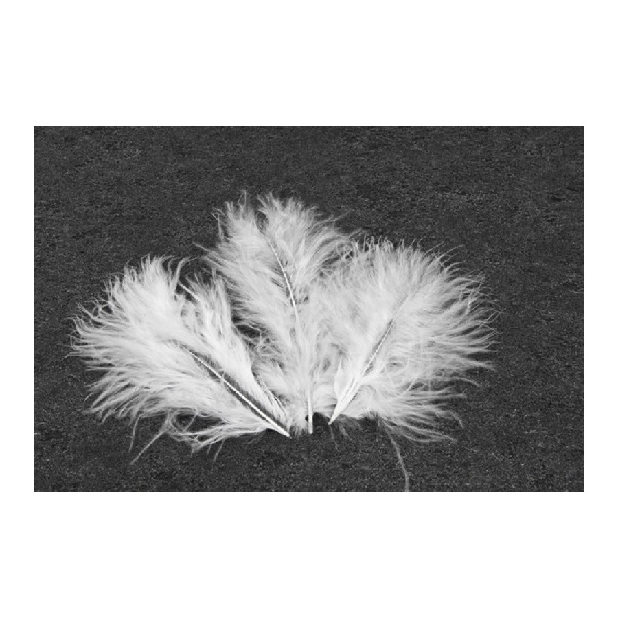  plumes blanches 