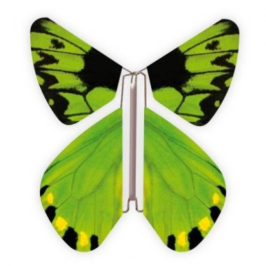 Papillon birdwing