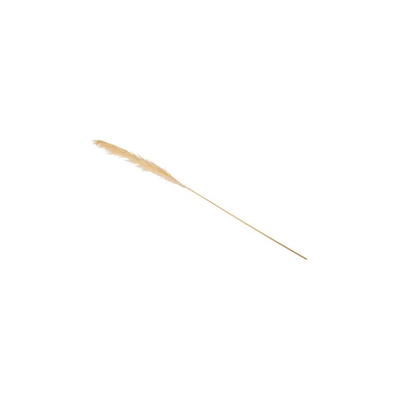 Maxi branche de pampa naturel