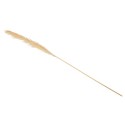 Maxi branche de pampa naturel