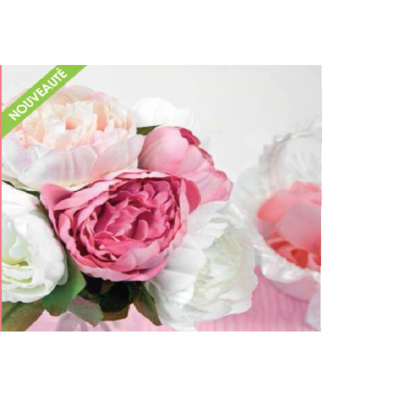 PIVOINE FUCHSIA