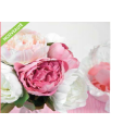PIVOINE FUCHSIA