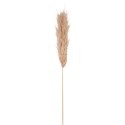 Pampa Garnie La Marjorette Naturelle Pampa Garnie La Marjorette Naturelle